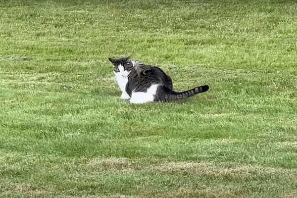 猫がリスを追いかけていたと思ったら・・、リスが猫の背中に乗ってパニックに陥らせて形勢逆転！？【アメリカ・動画】