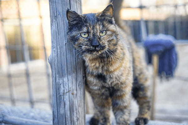 ペットショップで動物を購入してはいけない？売れ残った商品の末路とは…