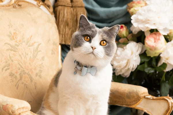 ストロベリースイーツビュッフェ『チェシャ猫のティーパーティー』を日程限定で開催