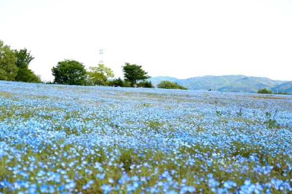 【連載】旅行好きと春を探しに出かけよう！春の時期におすすめ観光スポット4選