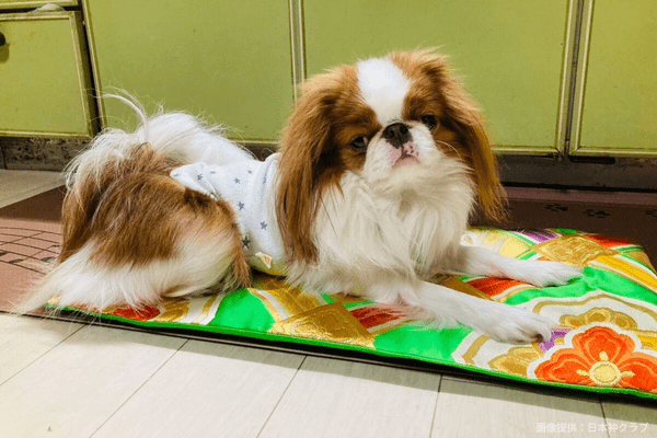 狆