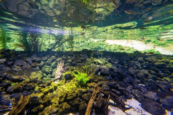 【連載】川崎の最新観光スポット「カワスイ川崎水族館」の楽しみ方を紹介