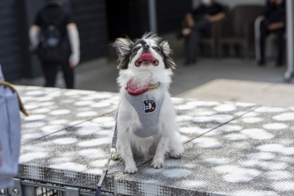 大阪府で愛犬とおでかけ！気軽に立ち寄れるカフェやペットと泊まれる宿を愛犬家目線でピックアップ