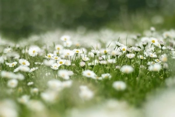 【連載】花束の買い方って?おしゃれな花束の頼み方や選び方を花屋目線で紹介