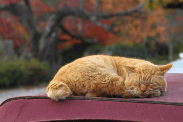 TNR活動とは？猫の保護活動について考えよう！最新の保護猫数も解説