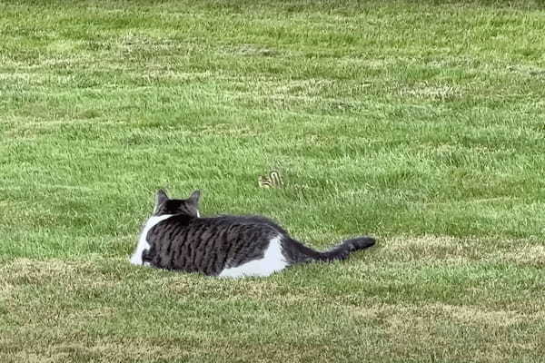 猫がリスを追いかけていたと思ったら・・、リスが猫の背中に乗ってパニックに陥らせて形勢逆転！？【アメリカ・動画】