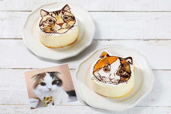 【1年に1度の2/22猫の日限定企画】愛ねこチーズケーキが当たるTwitterキャンペーン 結果次第で割引率が変わるお得なセールを開催！毎日引けるアプリくじなどねこづくしの限定企画を実施