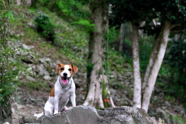 鳥取県で愛犬とおでかけ！気軽に立ち寄れるカフェやペットと泊まれる宿を愛犬家目線でピックアップ