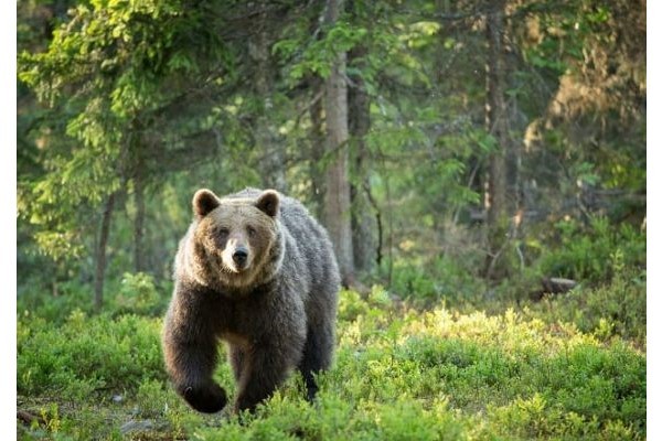 北海道のヒグマ、「駆除が許されない」状況を生む行政の怠慢…ヒト襲撃が相次ぐ