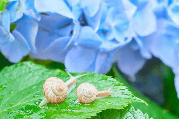 【読めたらスゴイ！】「蝸牛」ってどんな牛？実は、牛とは全く異なる小さな生き物のことだった！この漢字、あなたは読めますか？