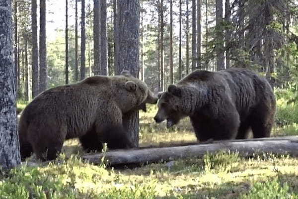 大迫力！！フィンランドで撮影された巨大なヒグマ同士のガチ喧嘩が怖すぎる！