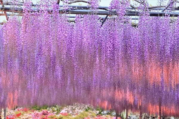 春に咲く「藤の花」の花言葉は？宙にたゆたう姿が美しい藤の花をご紹介！