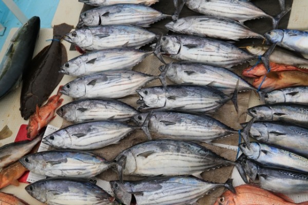 【連載】釣って食べるシリーズ第14弾！ウブスを堪能する！