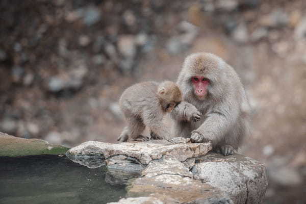 【ブラキストン線】北海道にしか生息しない動物が豊富なのは、見えない境界線があるから？！