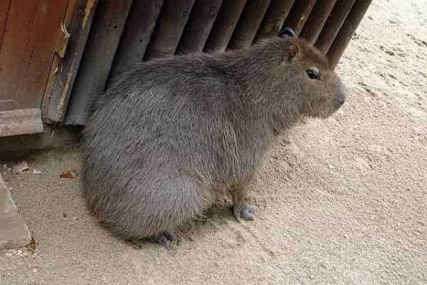 カピバラはペットとして飼育できる？飼い方や購入方法、寿命についてもまとめて解説！