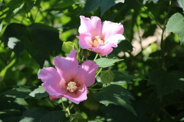 葵の花言葉は？花の葵と徳川家の「葵の紋」とは無関係？
