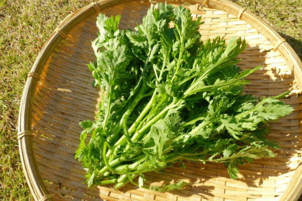 天ぷらにしても鍋に入れても美味しい「春菊」の旬は?名前の通り春の野菜かと思いきや・・