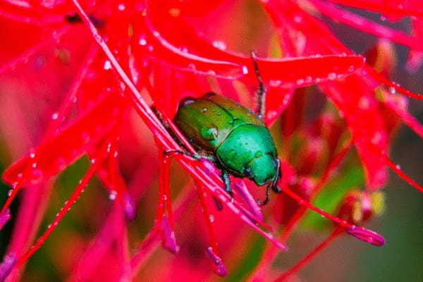 「カナブン」と「コガネムシ」にはどんな違いがある?どちらも害虫なの?