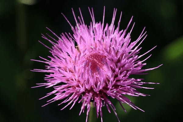 【読めたらスゴイ！】「薊」って何のこと！？魚の名前かと思いきや、植物の名前だった！この漢字、あなたは読めますか？