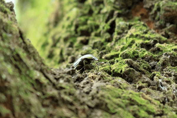 「カナブン」と「コガネムシ」にはどんな違いがある?どちらも害虫なの?