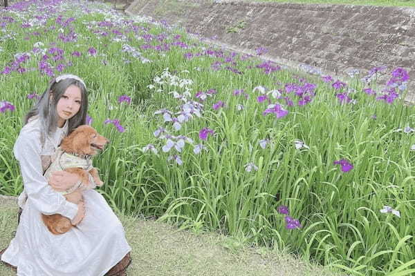 【熊本・玉名市】花しょうぶまつりと高瀬裏川界隈を散策して初夏を満喫してきたよ。