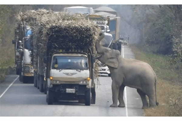 タイで「砂糖中毒のゾウ」が大暴れ！ サトウキビ農家が悲鳴