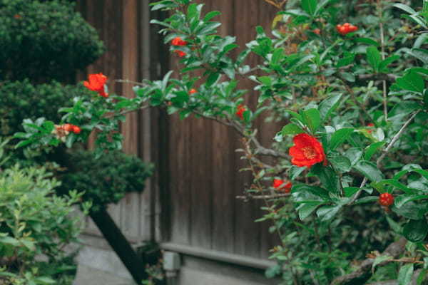 『紅一点』とはどんな意味？その由来は？褒め言葉となるの？