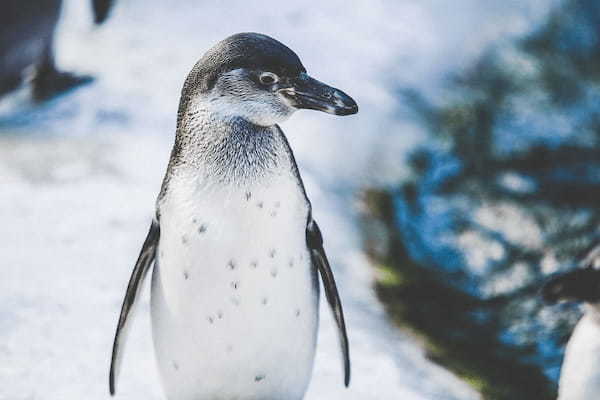 「人鳥」と書いてなんて読む？それは、南極などに生息する動物園や水族館のあの人気者です！！