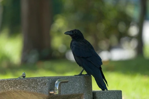 カラスはペットとして飼えるの？販売店や値段から飼い方を徹底調査！