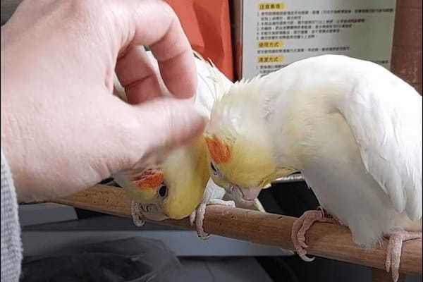 飼い主さんを巡ってオカメインコたちがバトル！？気持ちいいナデナデをどちらがしてもらうかで揉め始めたようですよ！！