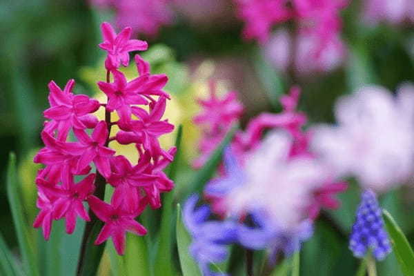 ヒヤシンスの花言葉は？その由来は名前の語源でもある美少年にあった！