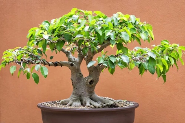 絶対枯れない、欅(ケヤキ)のミニ盆栽の作り方講座!植え替え方法や用土の作り方も!
