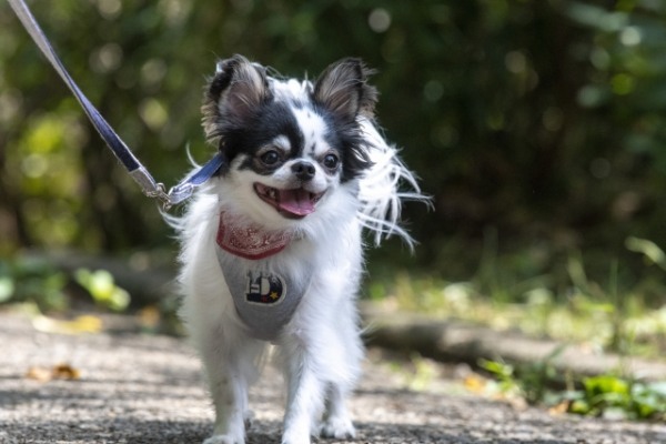 熊本県で愛犬とおでかけ！気軽に立ち寄れるカフェやペットと泊まれる宿を愛犬家目線でピックアップ