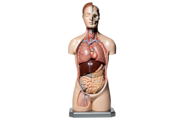理科室などに置かれている、筋肉や内臓などの位置が示された像を何という？【モノの名前part.91】