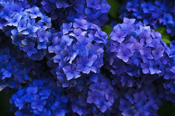 カーネーションを贈るのが定番の「母の日」。『紫陽花』をプレゼントしても大丈夫??