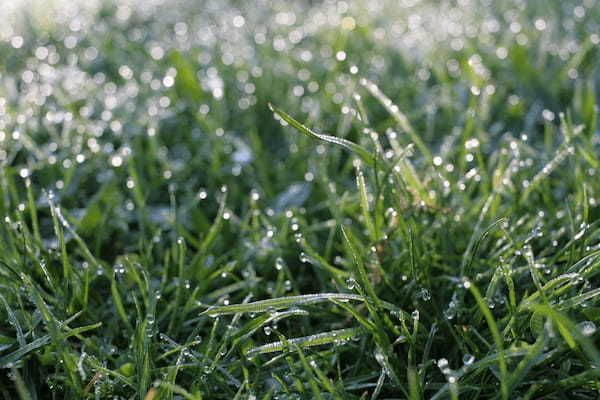 梅雨時の言葉のひとつ「虎が雨」。この虎は動物のことではなく人名なんです!!