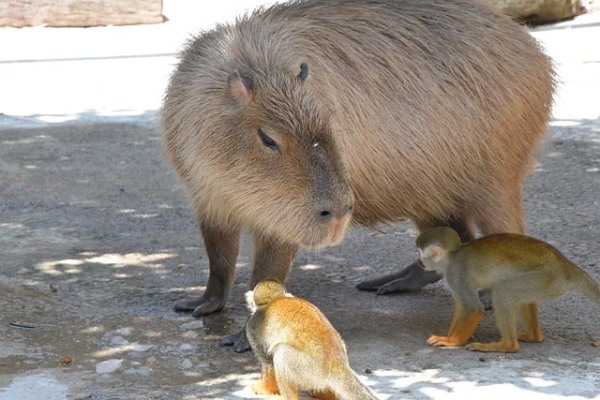 カピバラはペットとして飼育できる？飼い方や購入方法、寿命についてもまとめて解説！