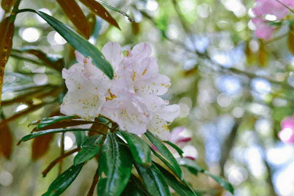 【読めたらスゴイ！】「石楠花」とは一体何のこと！？赤い大輪な花を咲かせる植物の事ですが・・この漢字を読めますか？