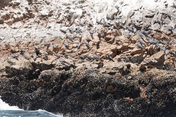 ペルーのリトル・ガラパゴス、パラカスのバジェスタス諸島