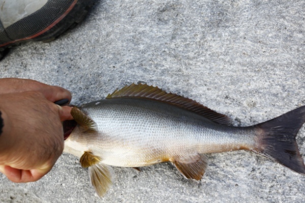 塩焼きが美味しい魚「イサギ」とは？旬の時期や食べ方、釣り方までご紹介！