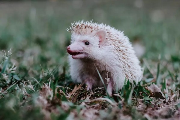 ハリネズミを飼いたい!ペットにおすすめの種類や飼い方、寿命についても解説!