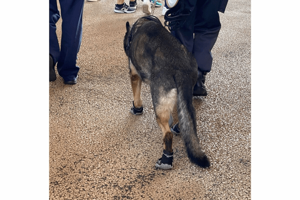 大阪万博の警備犬