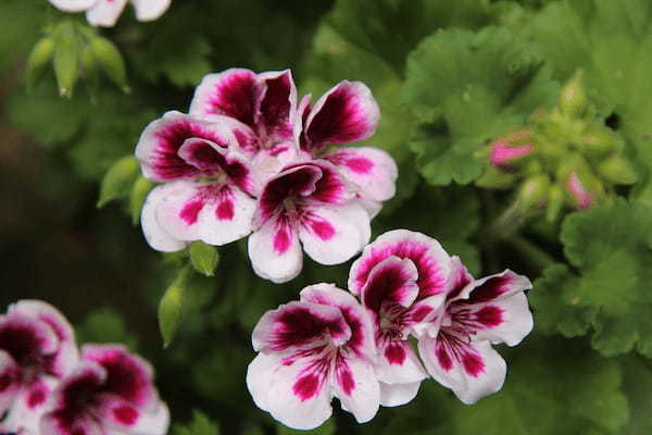 ペラルゴニウムとはどんな花？ゼラニウムとの違いや花言葉は？