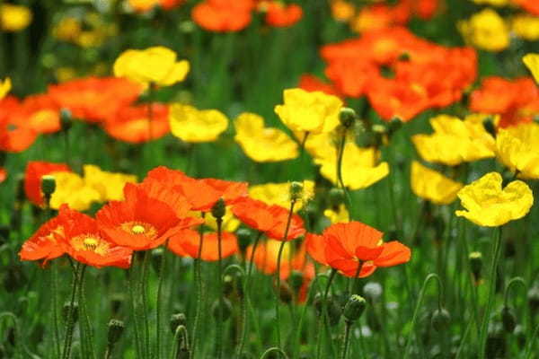 春に咲く「ポピー」の花言葉はなに？別名には中国の英雄・項羽にまつわる物語も