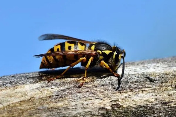 春〜夏キャンプは虫刺されに要注意！注意したい虫の種類や対処法を徹底ガイド！