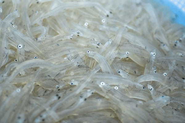 福島県産の魚介グルメが堪能できる「発見!ふくしまお魚まつり」(代々木公園)に、『寿司居酒屋まるがまる』がキッチンカーで出店決定!