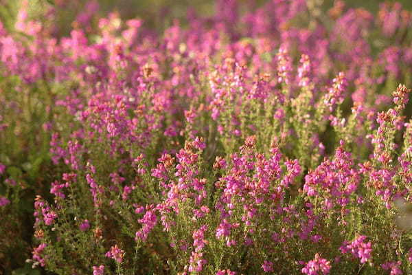 エリカとはどんな花？その花言葉は？人名のような名前だけど・・・その由来は意外な日常用品でした！！