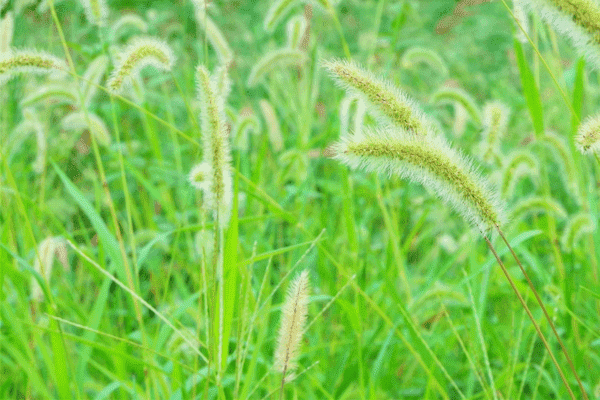 【読めたらスゴイ!】「狗尾草」ってどんな草!?絶対見たことある、あの雑草の正式名称!?この漢字、あなたは読めますか?