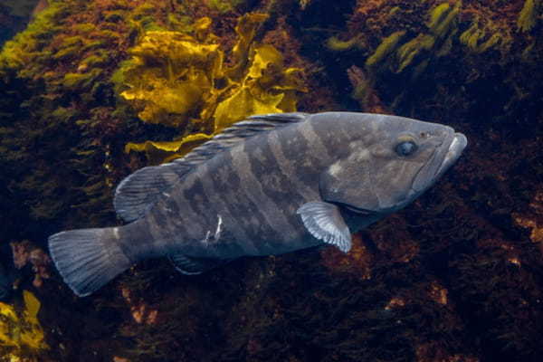 高級魚「クエ」とはどんな魚？ハタとは違う魚なの？