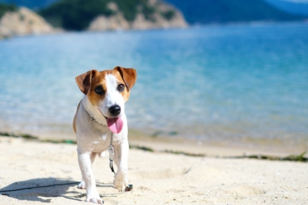 長崎県で愛犬とおでかけ！気軽に立ち寄れるカフェやペットと泊まれる宿を愛犬家目線でピックアップ